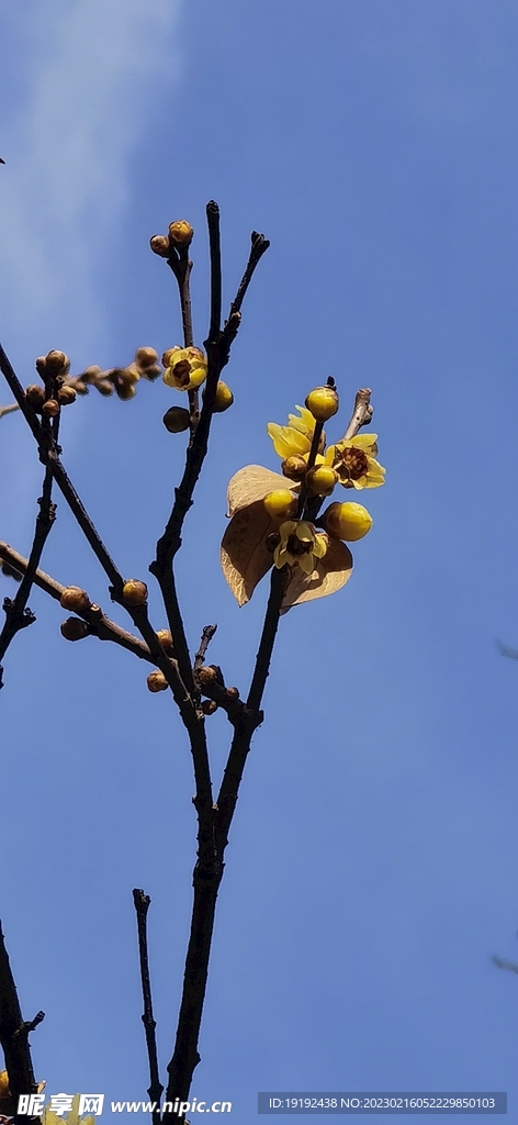 蜡梅  