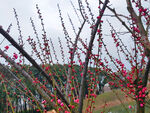 红梅花蕾