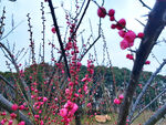 朱砂梅花蕾