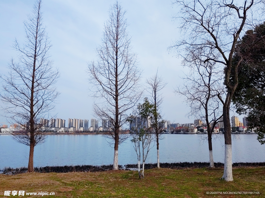 湖边落叶小树
