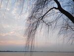 湖边柳枝