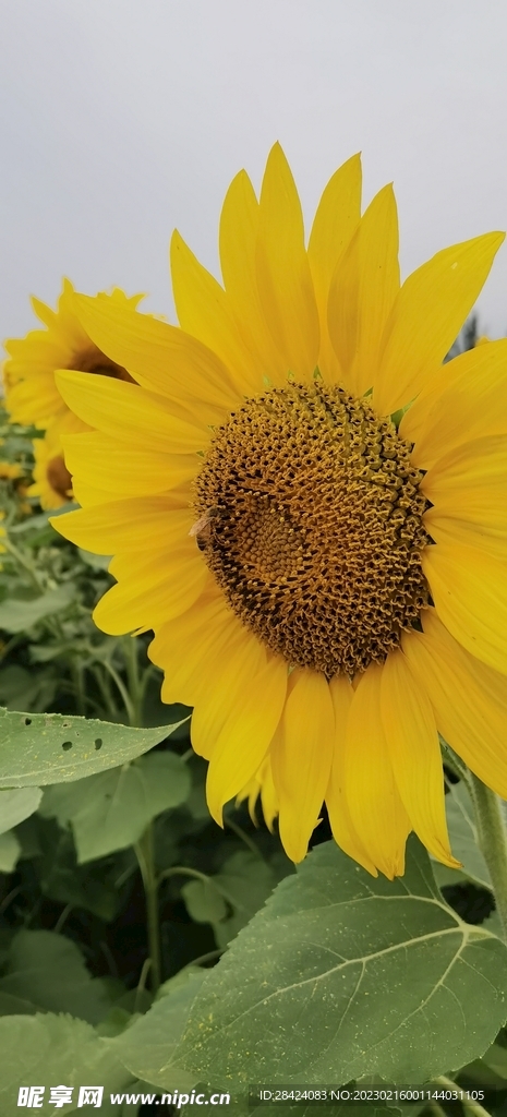 向阳花