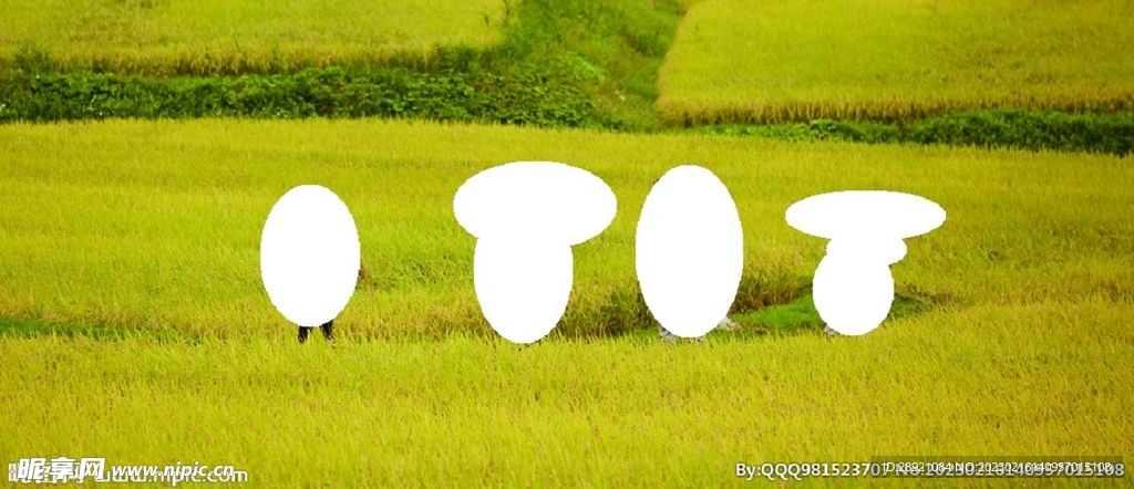 稻田