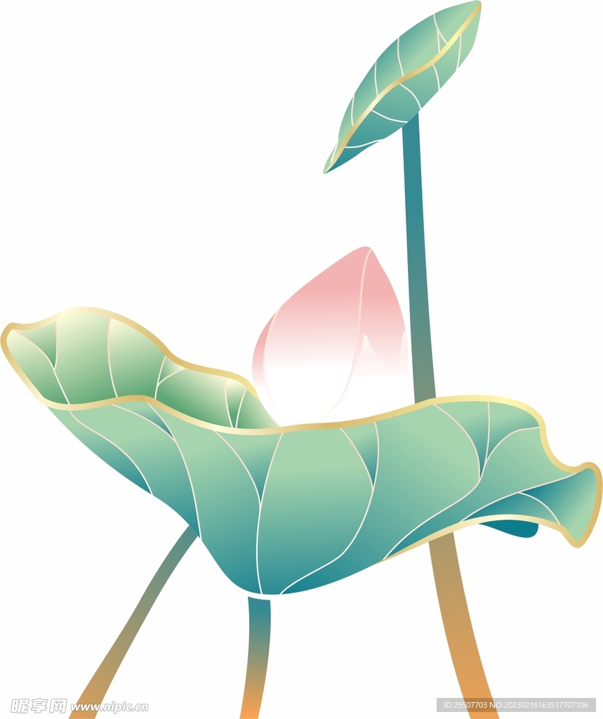 荷花