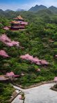 樱花风景
