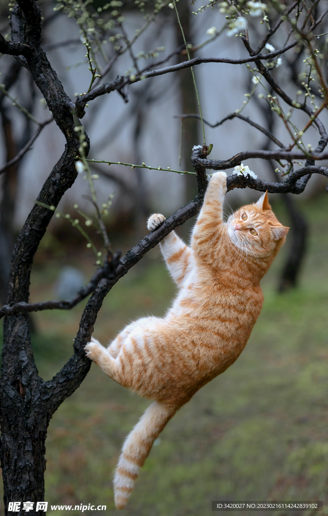 橘猫