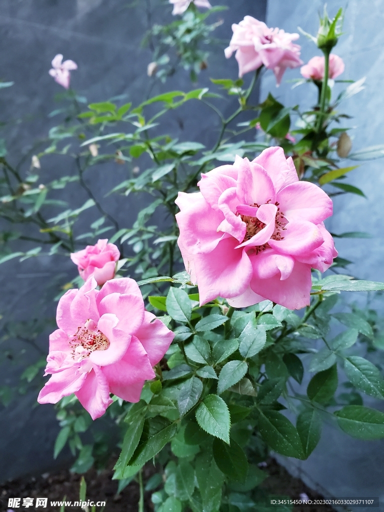 花