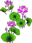荷花