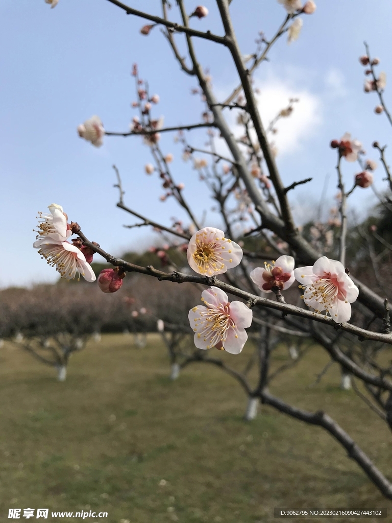 腊梅