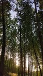 大树