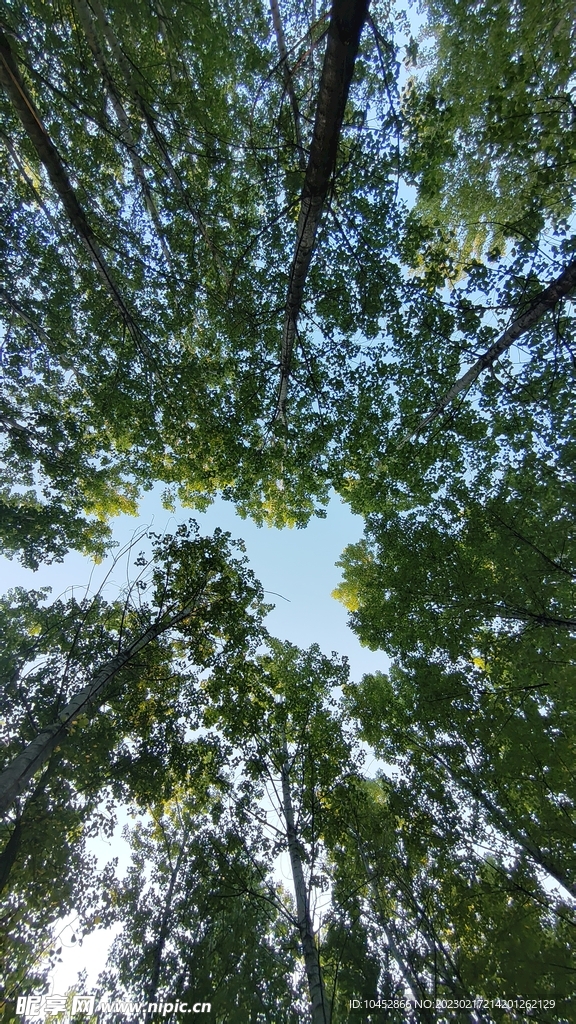 参天大树
