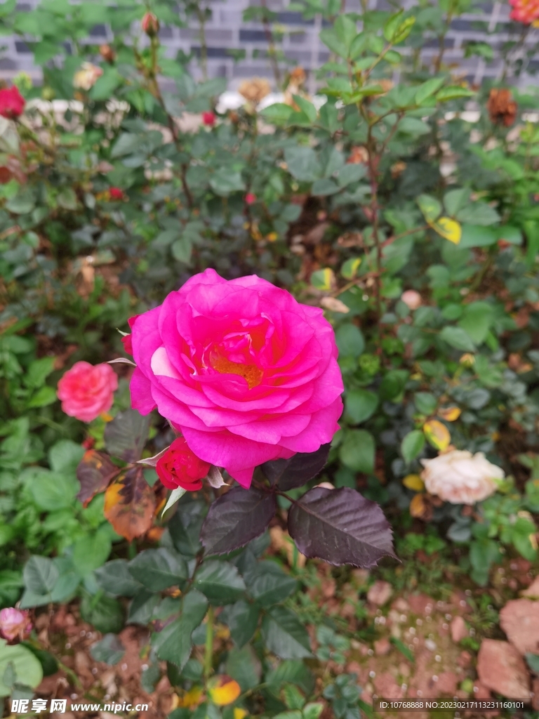 玫瑰花