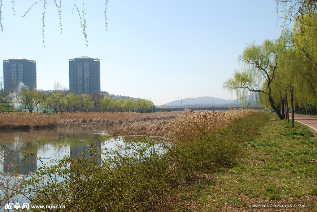 山东泗水济河畔烟柳