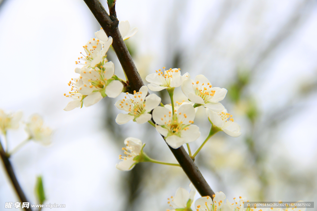 李花