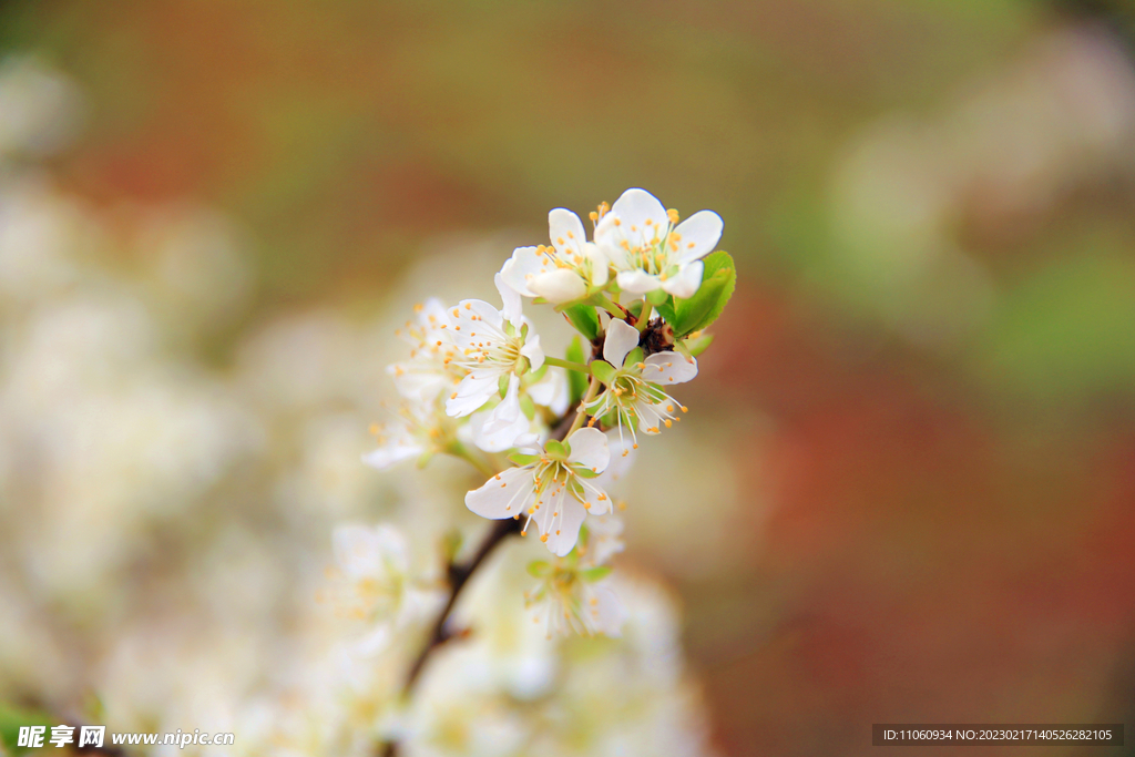 李花