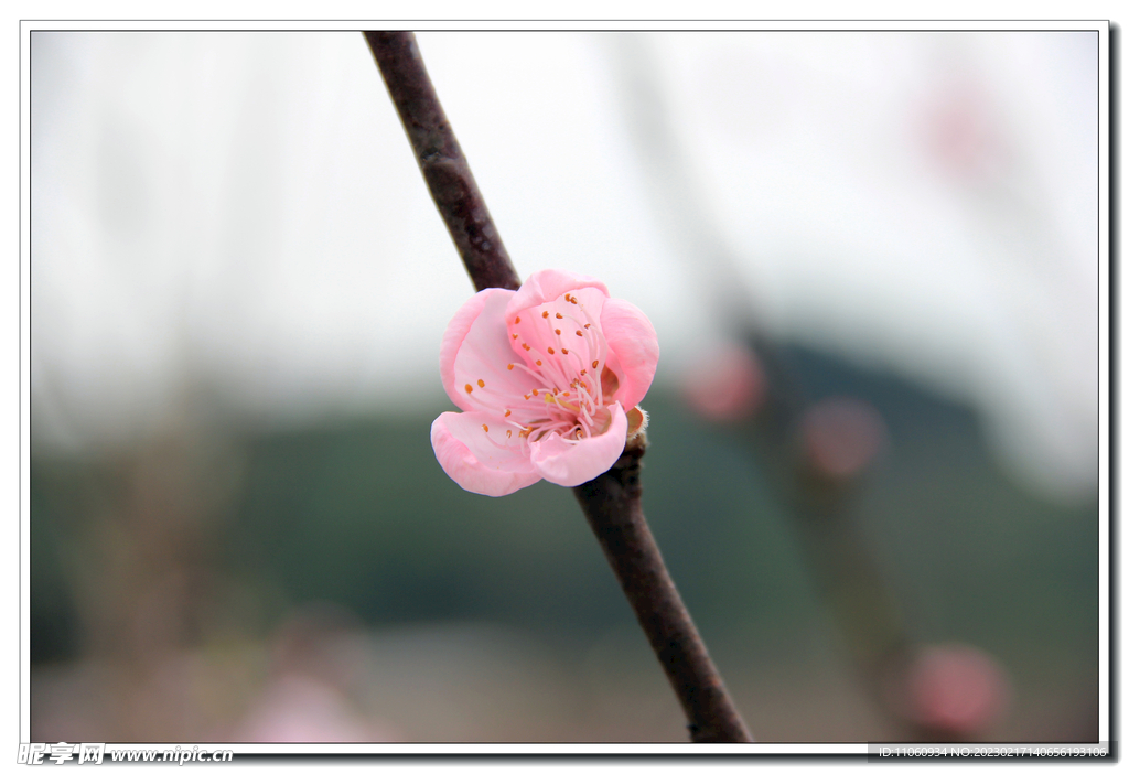 桃花
