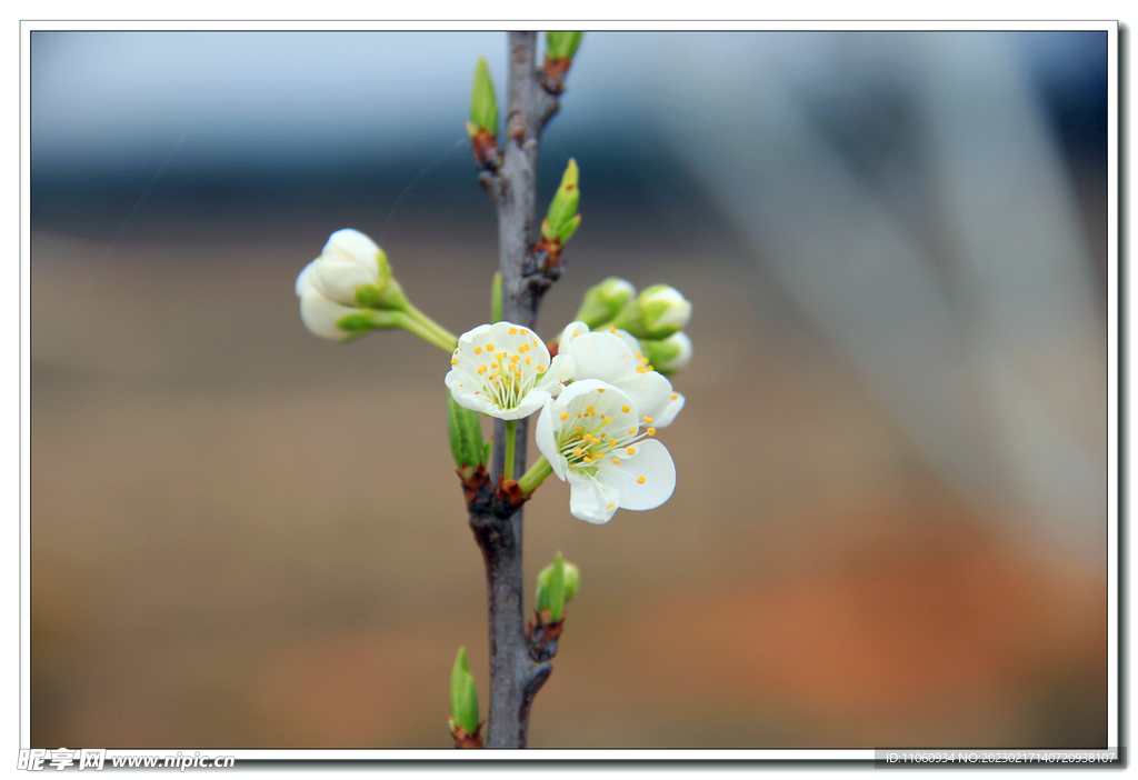 李花