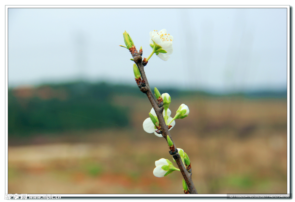 李花