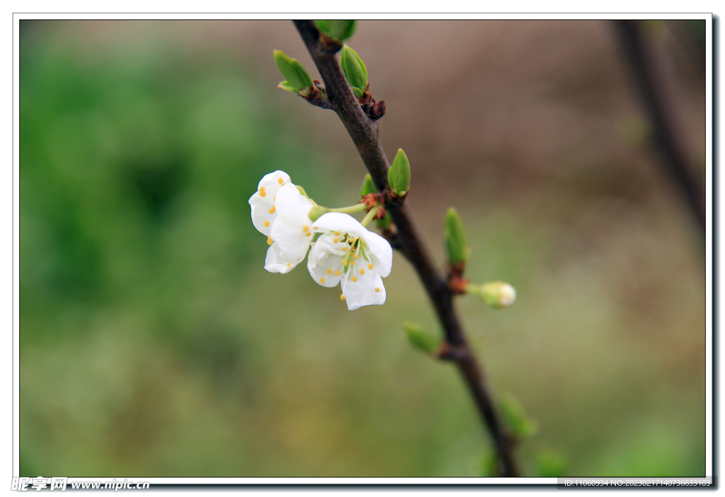 李花