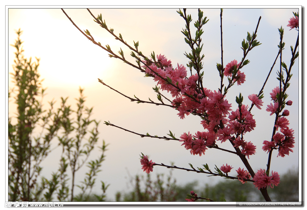 桃花