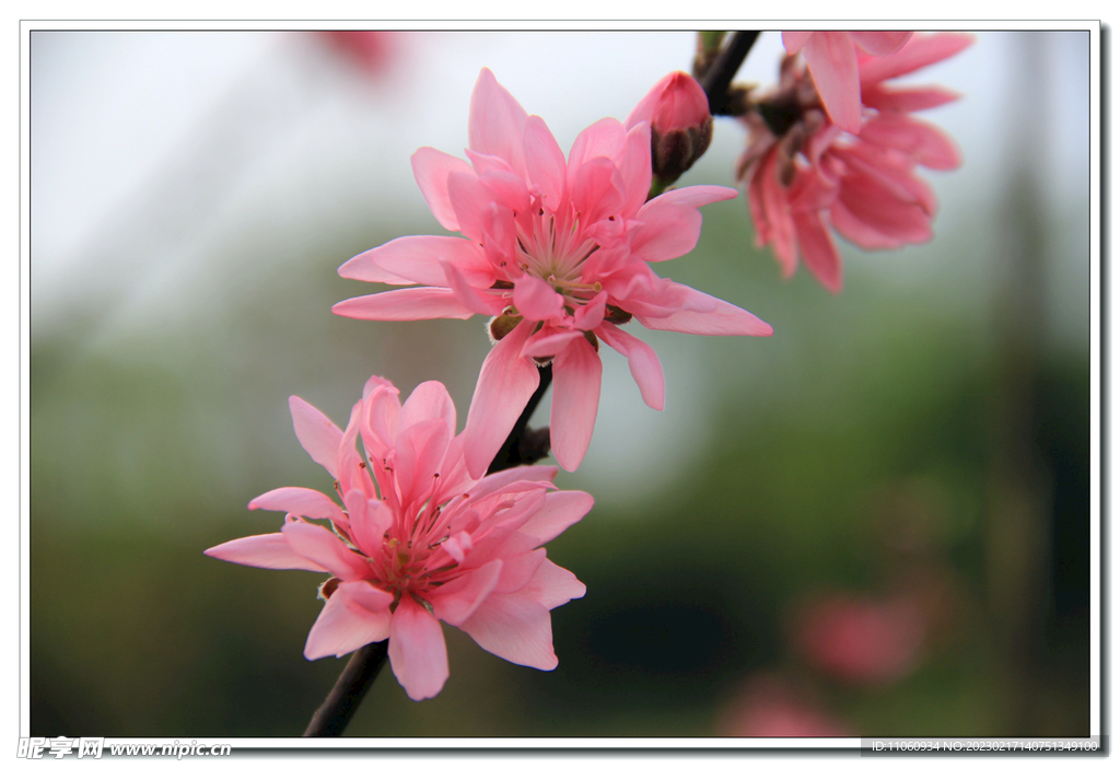 桃花