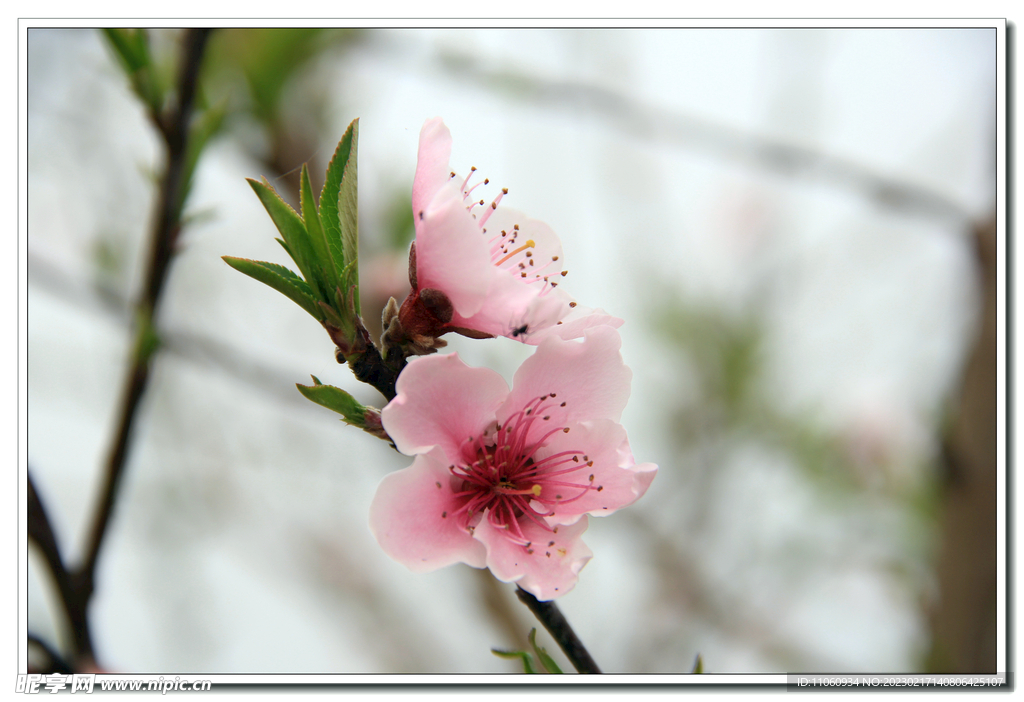 桃花