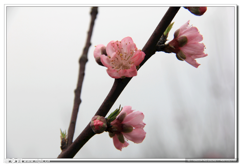 桃花