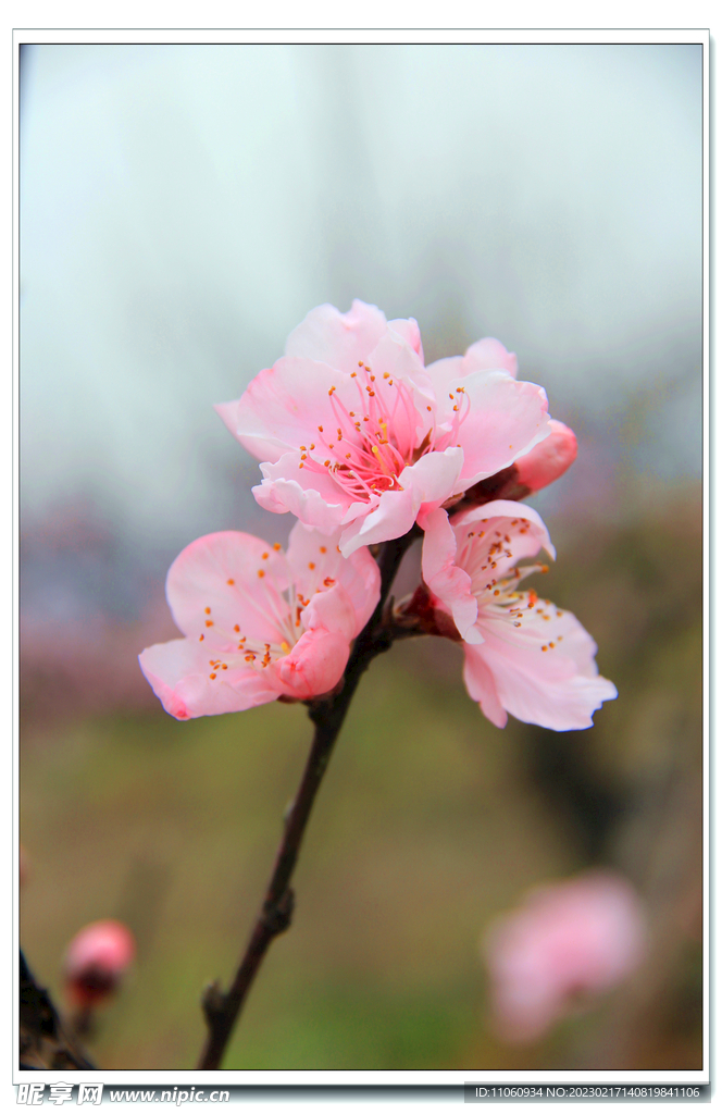 桃花