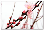 桃花 