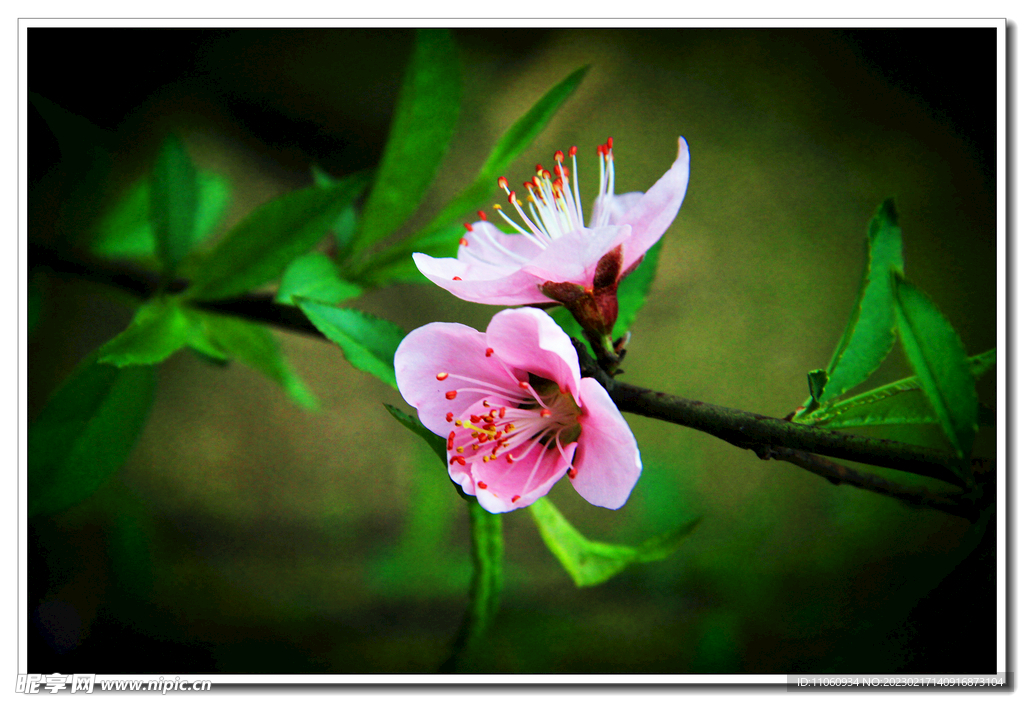 桃花