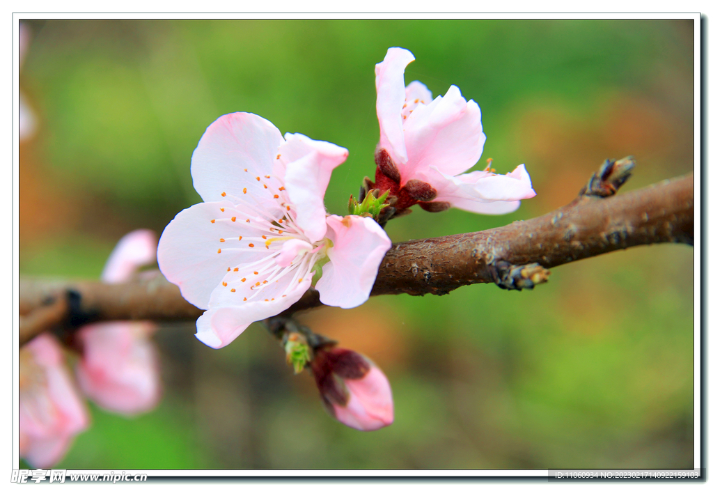 桃花