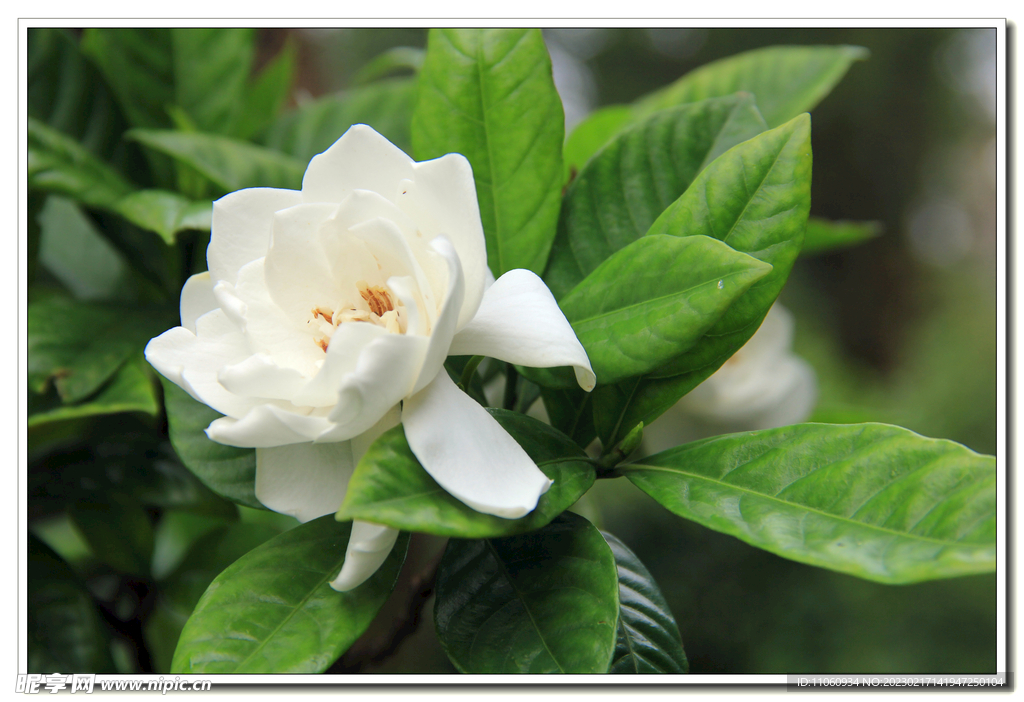 栀子花