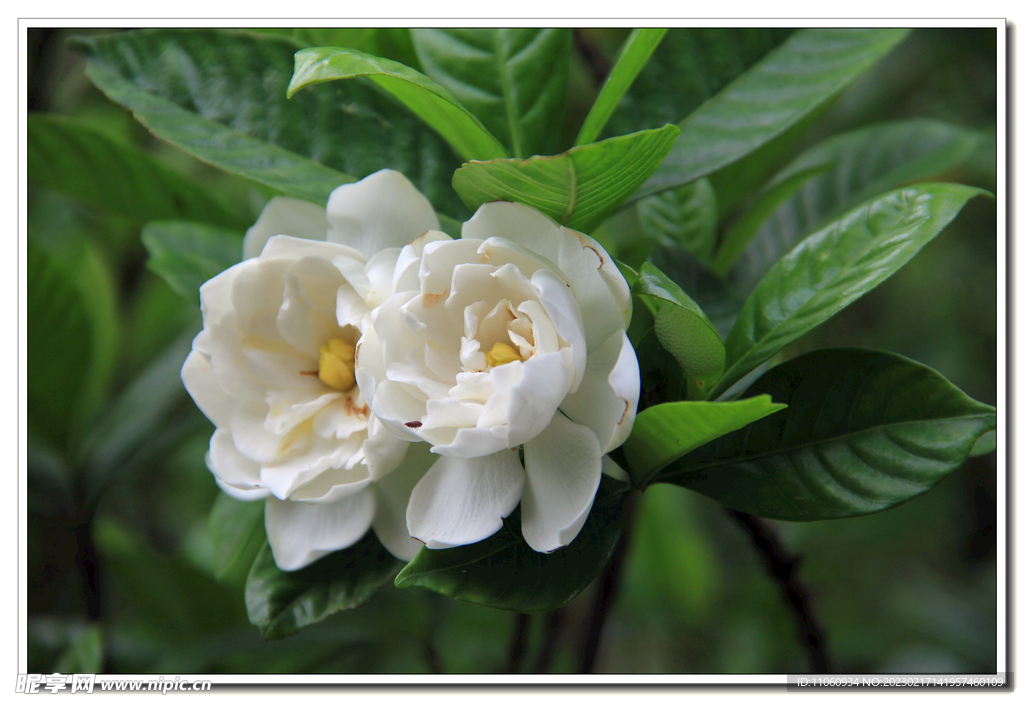 栀子花