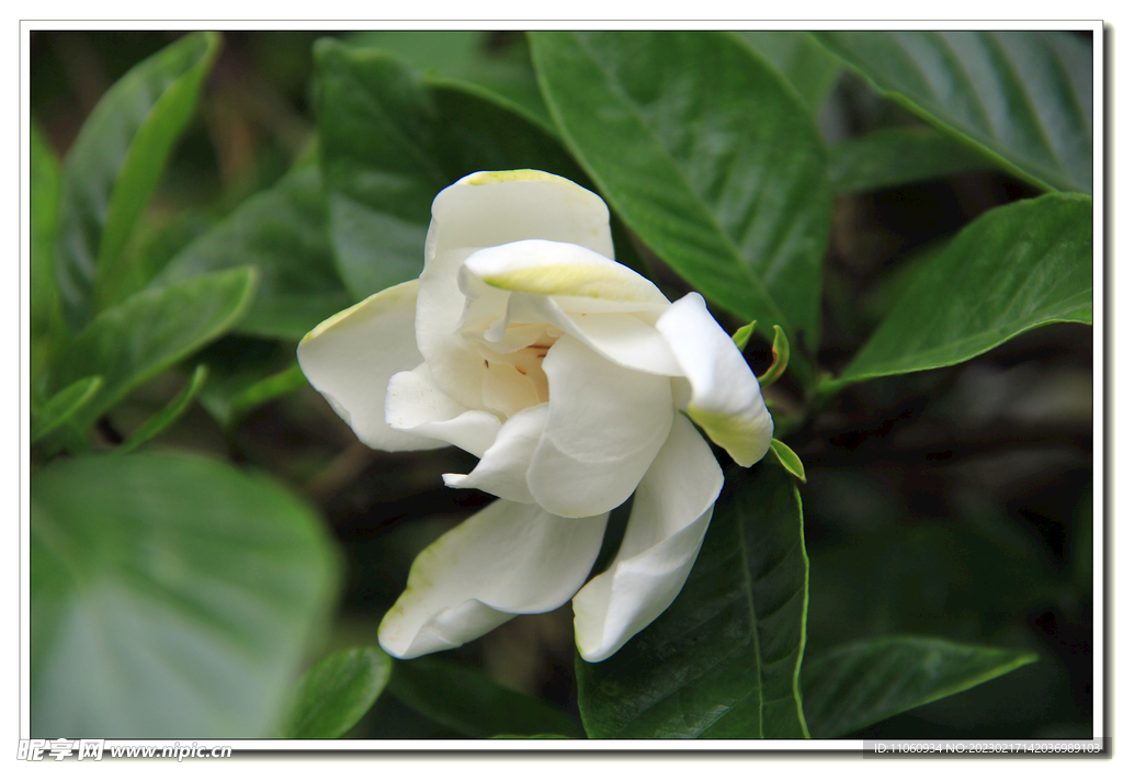 栀子花