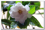 栀子花