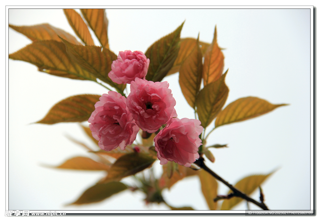 樱花