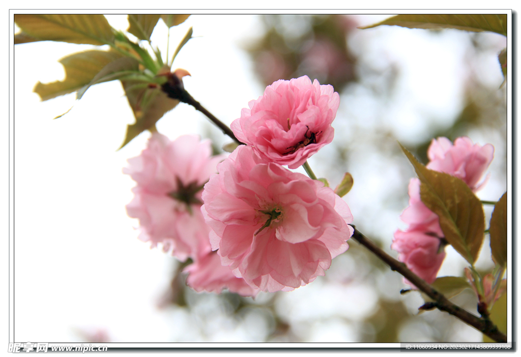 樱花