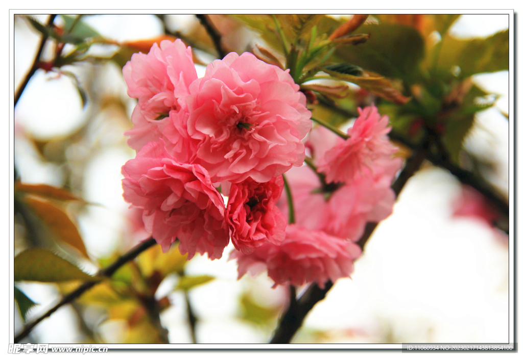 樱花