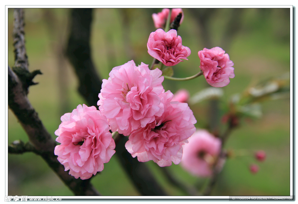 樱花