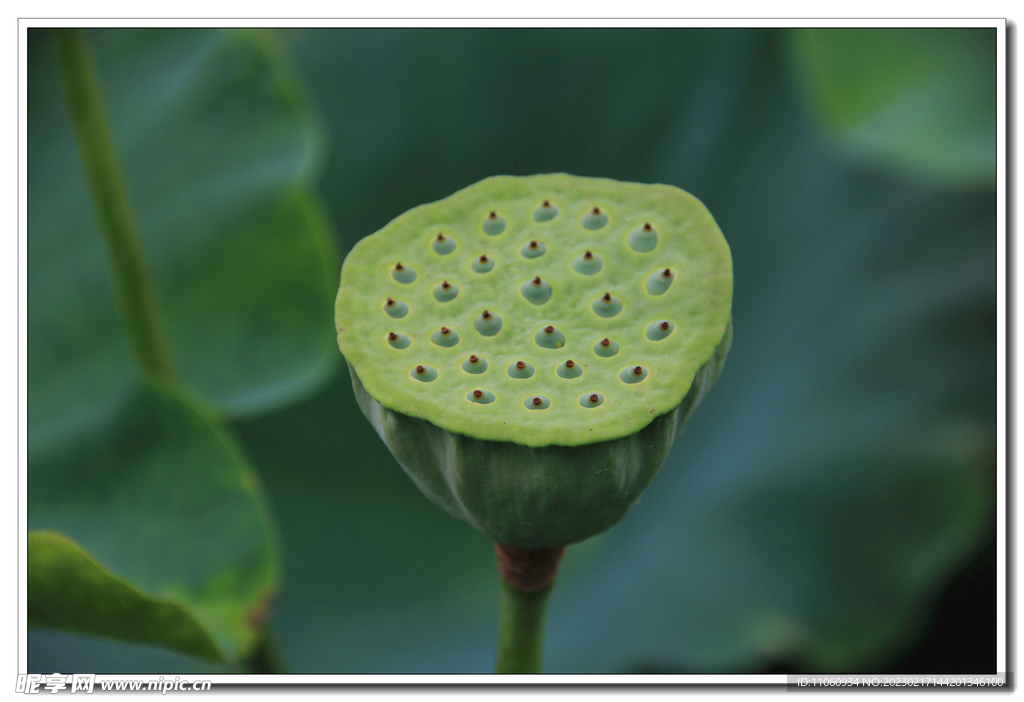 荷花 莲蓬