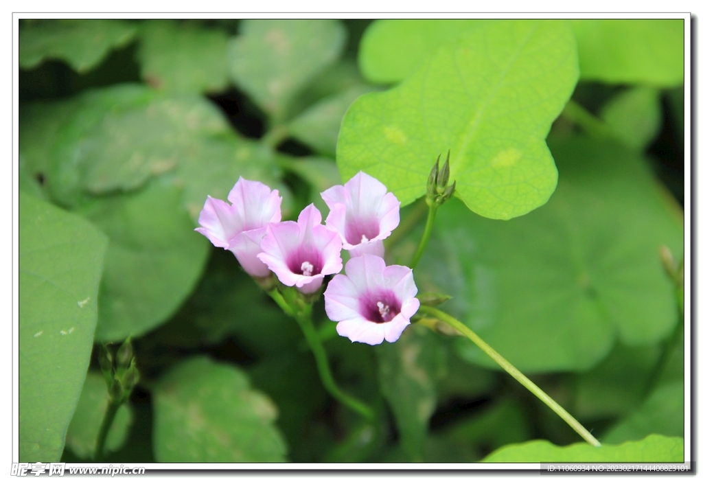 牵牛花