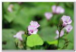 牵牛花