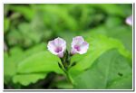 牵牛花