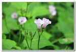 牵牛花