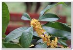 桂花
