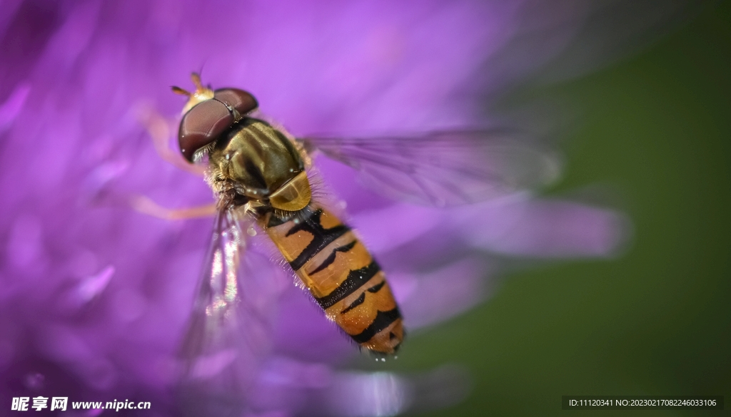 紫色花朵上的蜜蜂特写