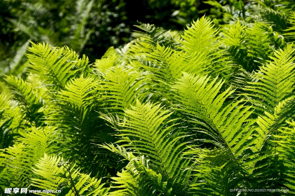 郁郁葱葱绿色蕨类植物