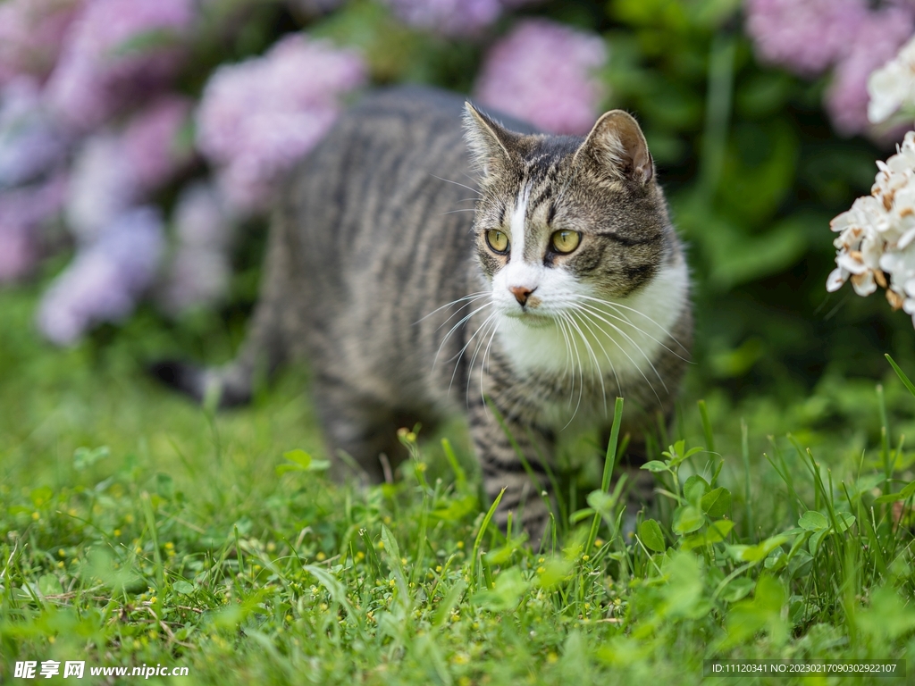 闲庭信步的宠物猫特写