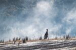 冰雪荒原上的一只袋鼠