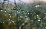 清晨露水点缀的树枝